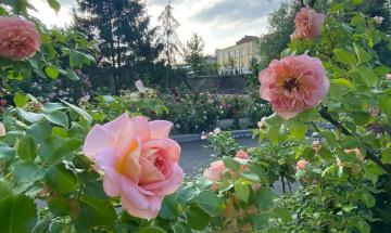 Roses are blooming near the AB # 2 of KPI