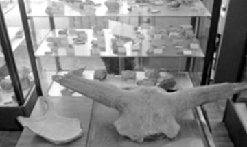 Геологічний музей ІЕЕ КПІ