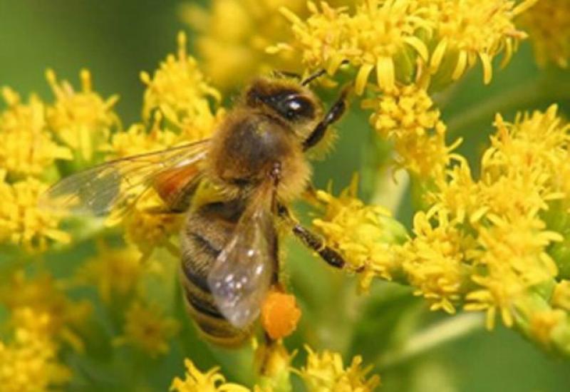 Image. Волохаті бджоли