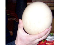 яйце страуса
