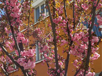 8 корпус КПІ, квітне сакура, фото Т.Киричок
