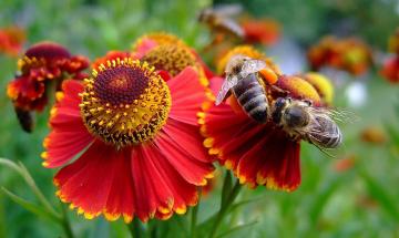 Бджоли на квітці