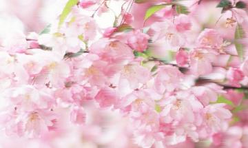 Квітне рожева сакура