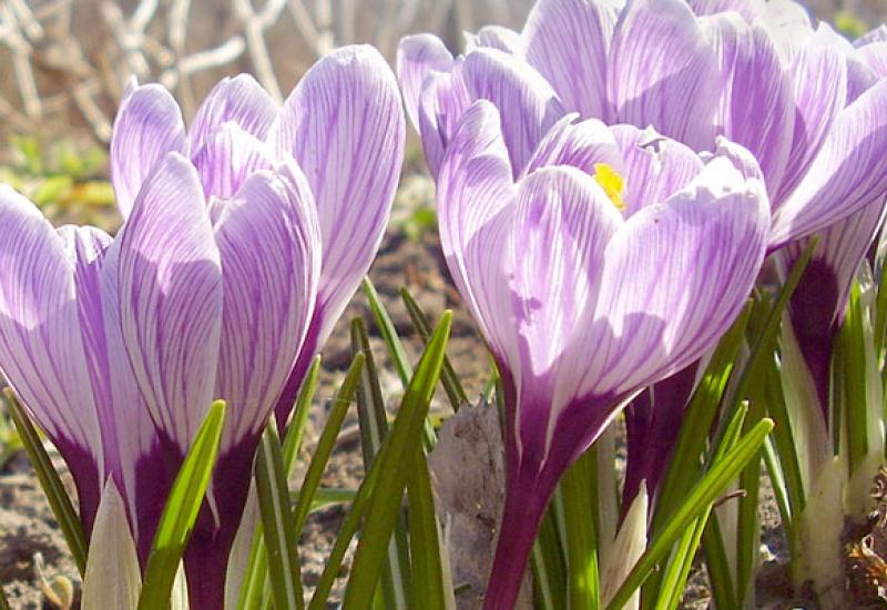 Профком студентів вітає зі святом весни Students’ Trade union committee congratulates with the spring holiday
