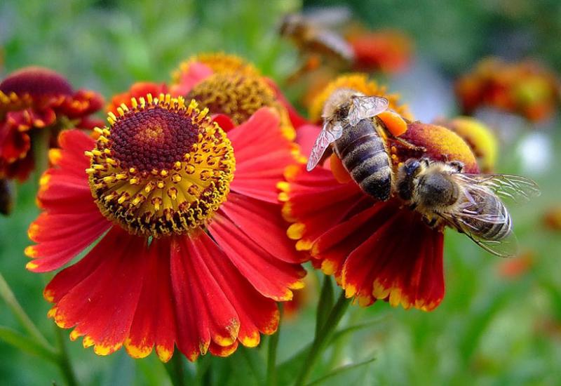 Бджоли на квітці