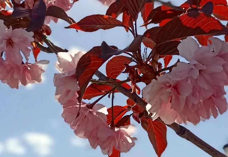KPI, sakura blossoms in the aviation park