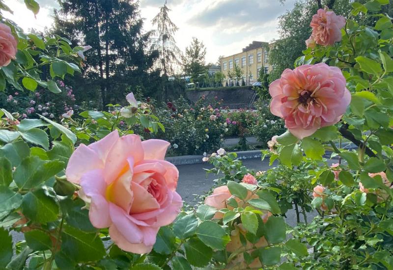 Roses are blooming near the AB # 2 of KPI