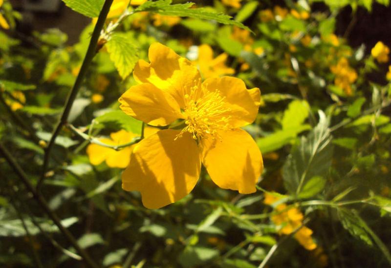 Кампус КПІ. керія (Kerria japonica) Кампус КПІ. керія (Kerria japonica)