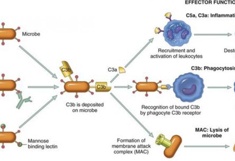 Система комплементу - комплекс складних білків, постійно присутніх в крові
