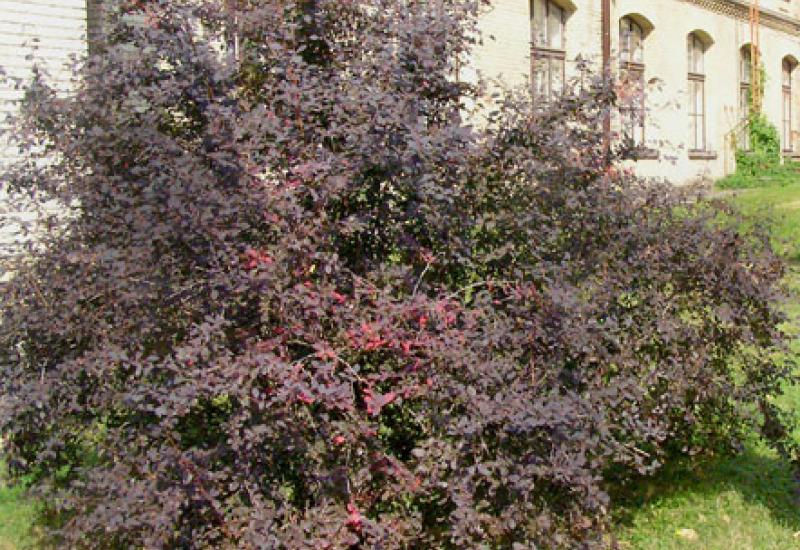 KPI campus. Caramel tree: barberry, Berberis, Kislyanka, sour blackthorn