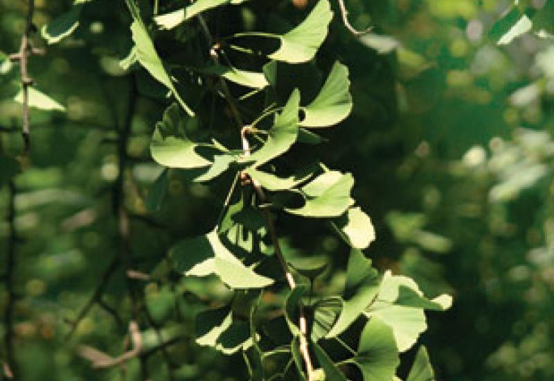Image. Гілля та листя гінкго білоба 