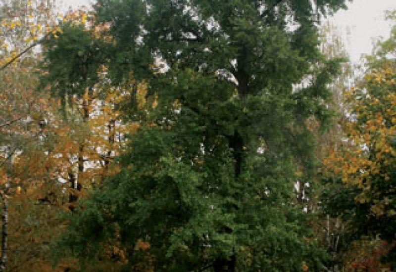 Кампус КПІ. Дерево гінкго білоба за 1 корпусом