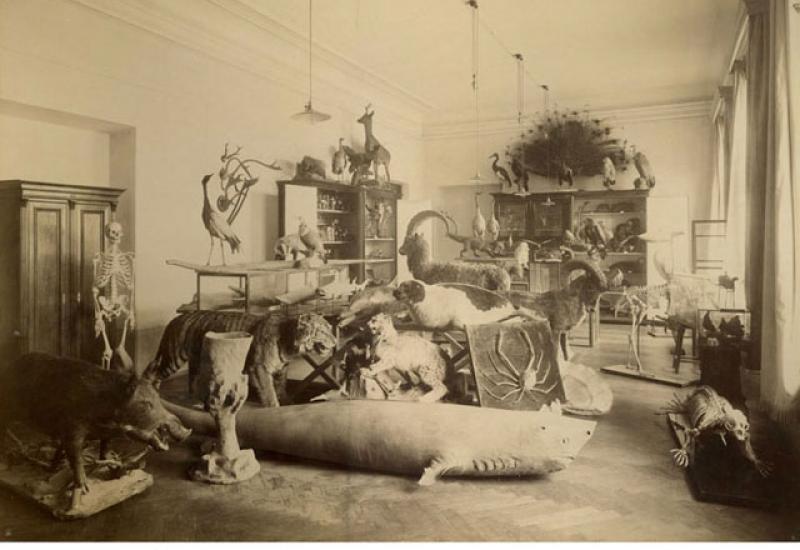 1902. Зоологічний музей 1902. Зоологічний музей