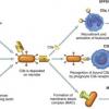 Система комплементу - комплекс складних білків, постійно присутніх в крові