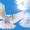 Day of Peace!