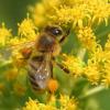 Image. Волохаті бджоли