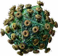 Реферат: Передача вірусу СНІДу